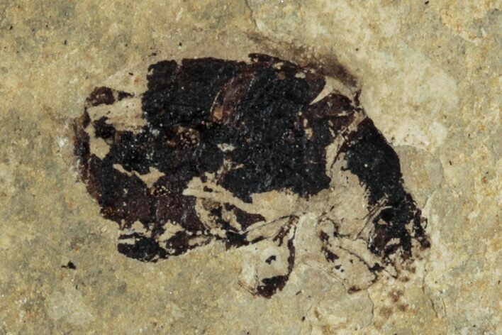 Fossil Beetle (Carabidae) - Bois d’Asson, France #290736